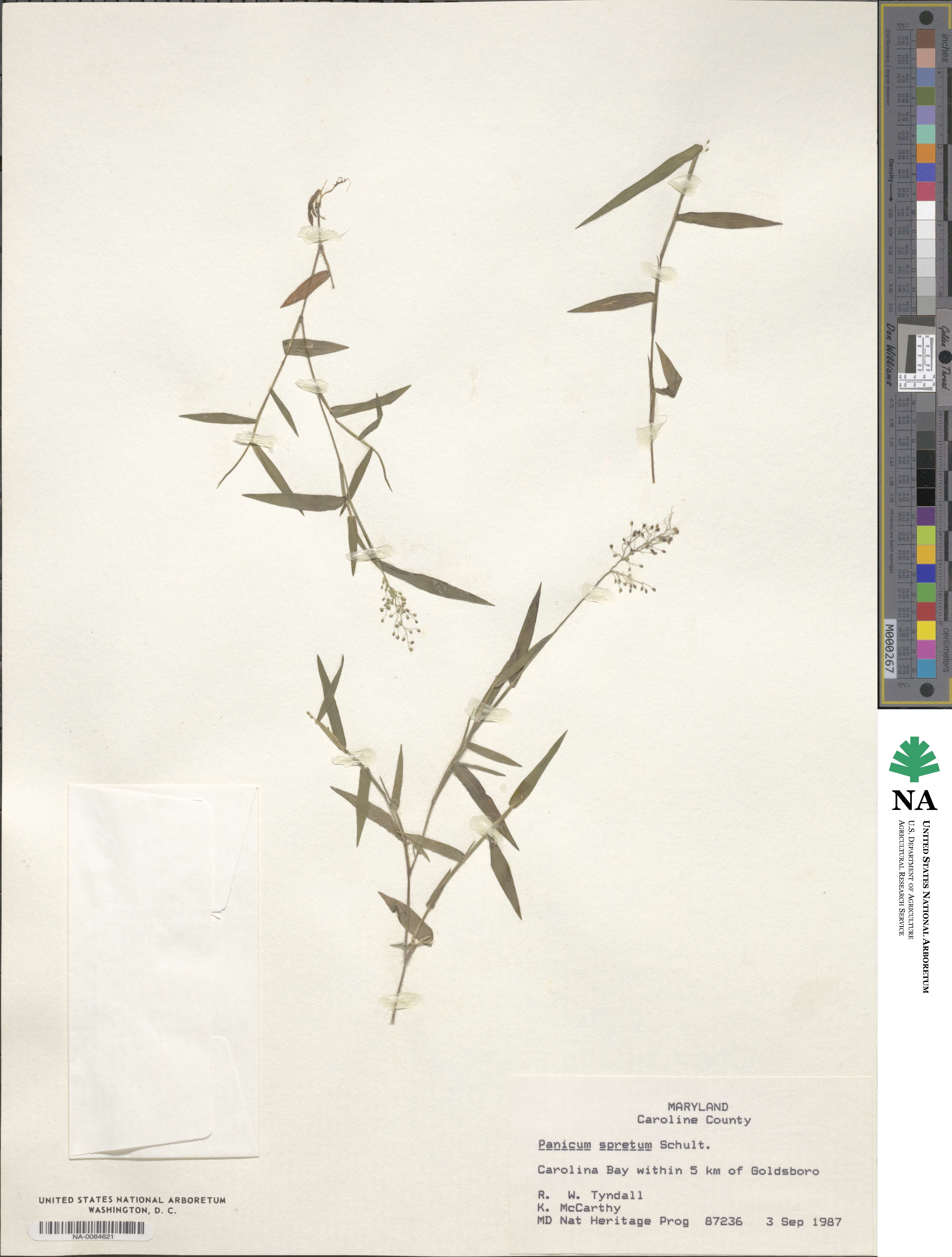 Dichanthelium spretum image