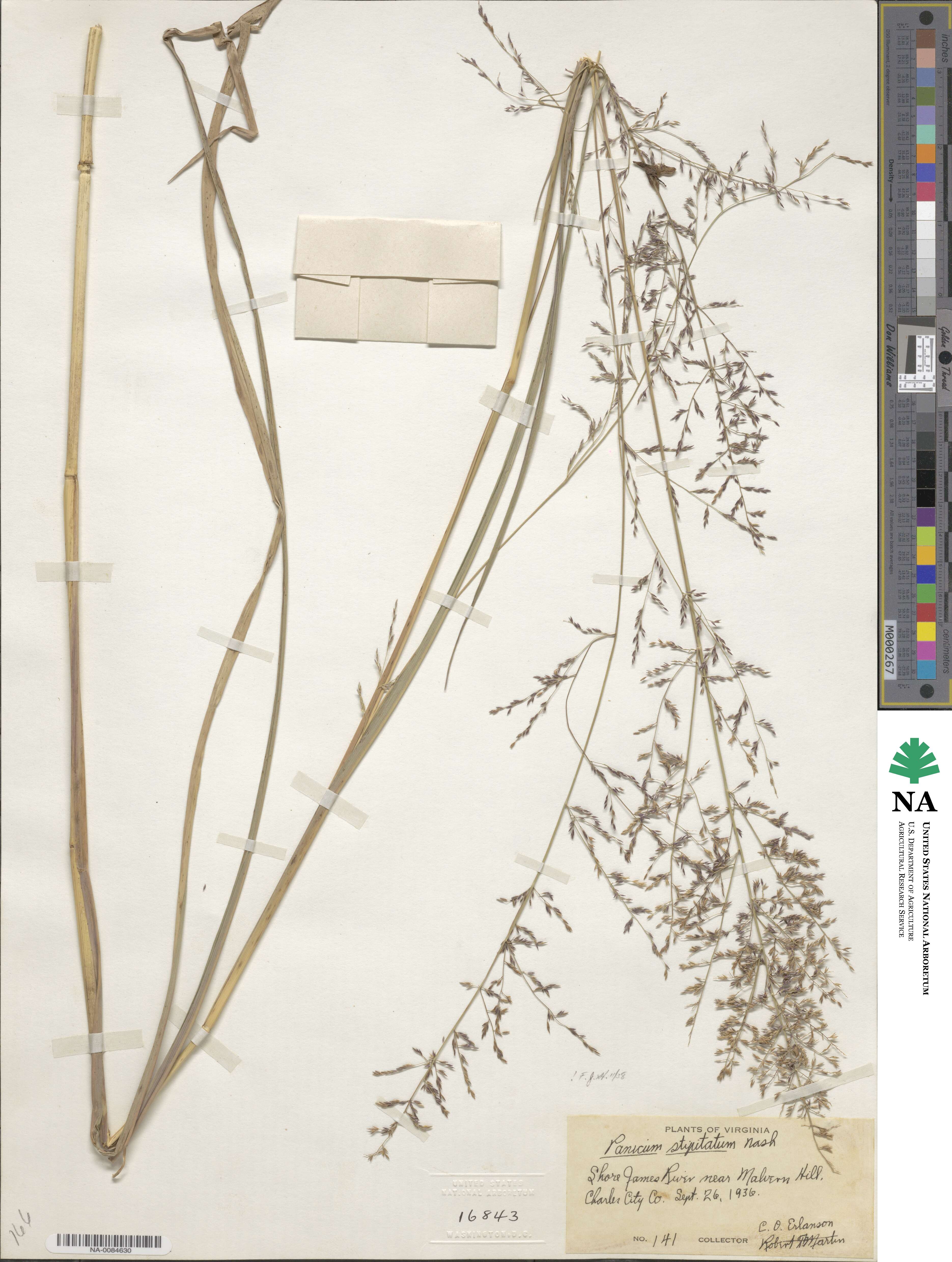 Coleataenia pulchra image