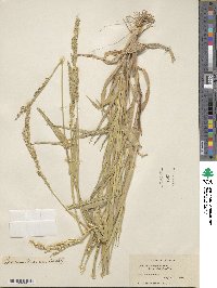 Urochloa texana image