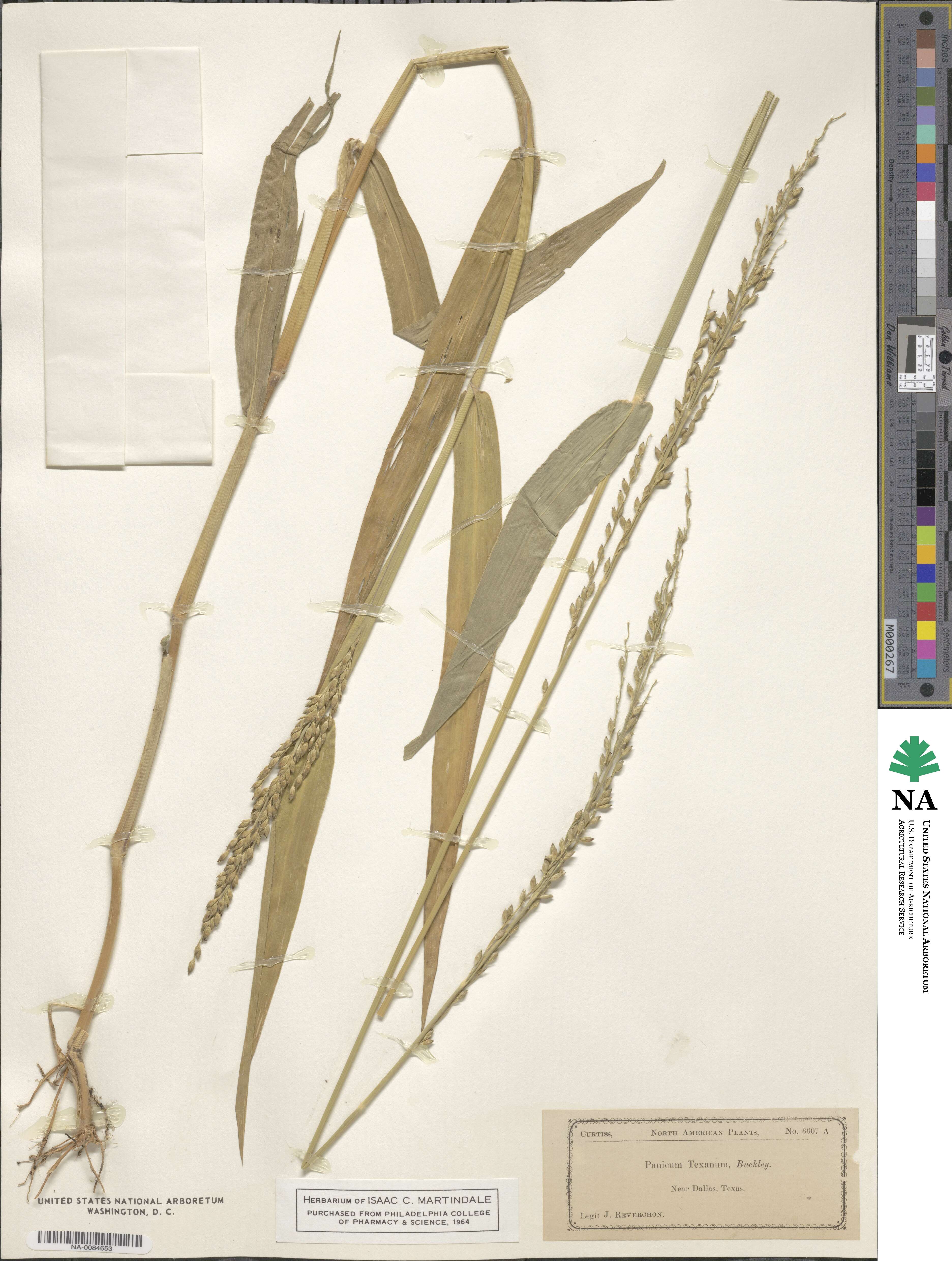 Urochloa texana image