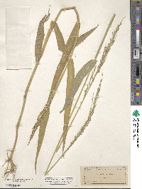 Urochloa texana image