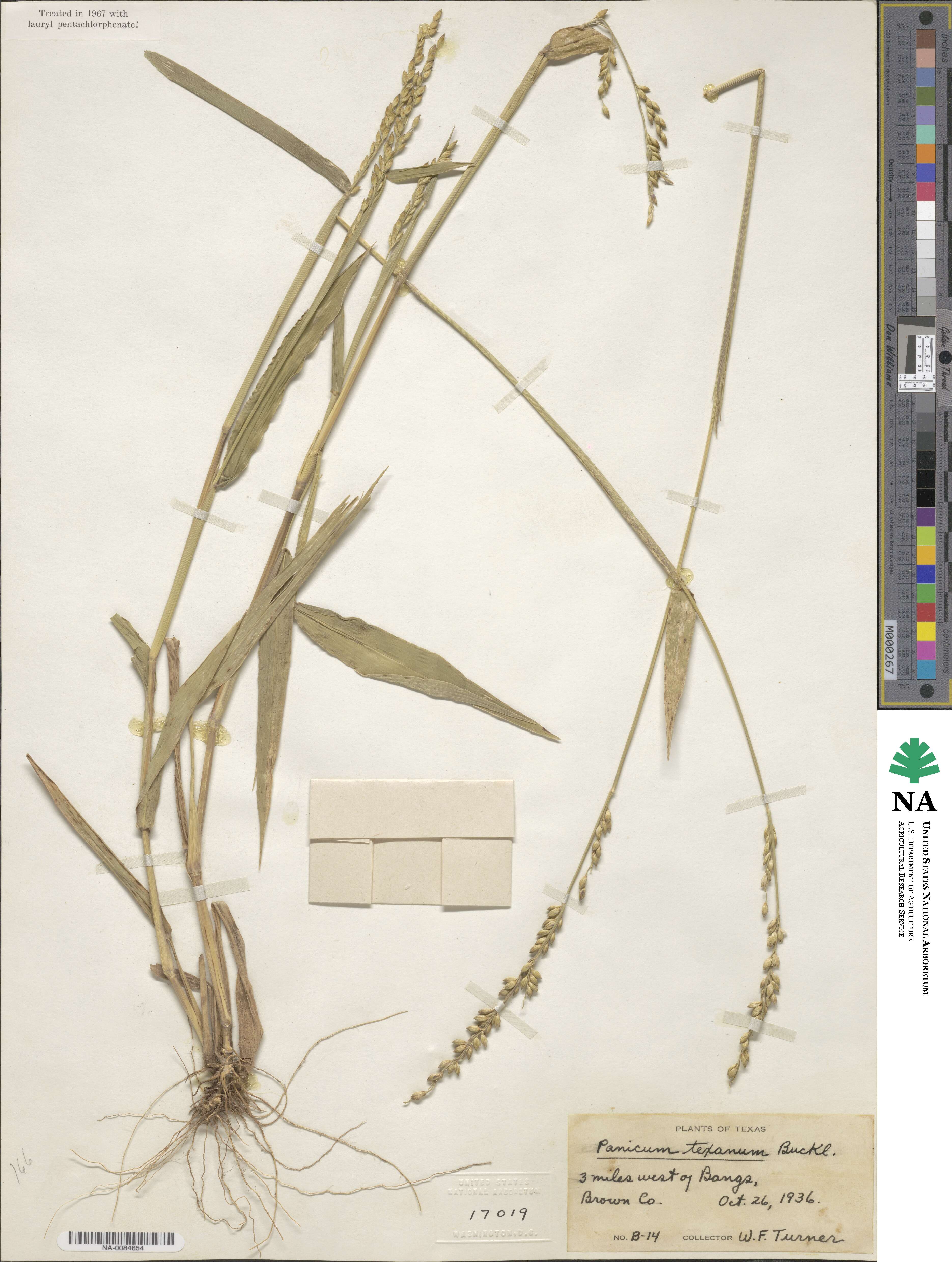 Urochloa texana image