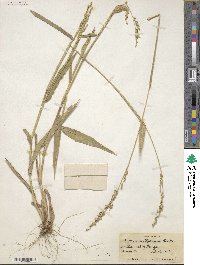 Urochloa texana image