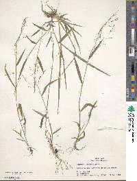 Kellochloa verrucosa image