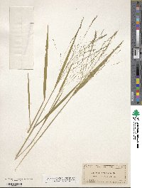 Kellochloa verrucosa image