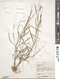 Kellochloa verrucosa image