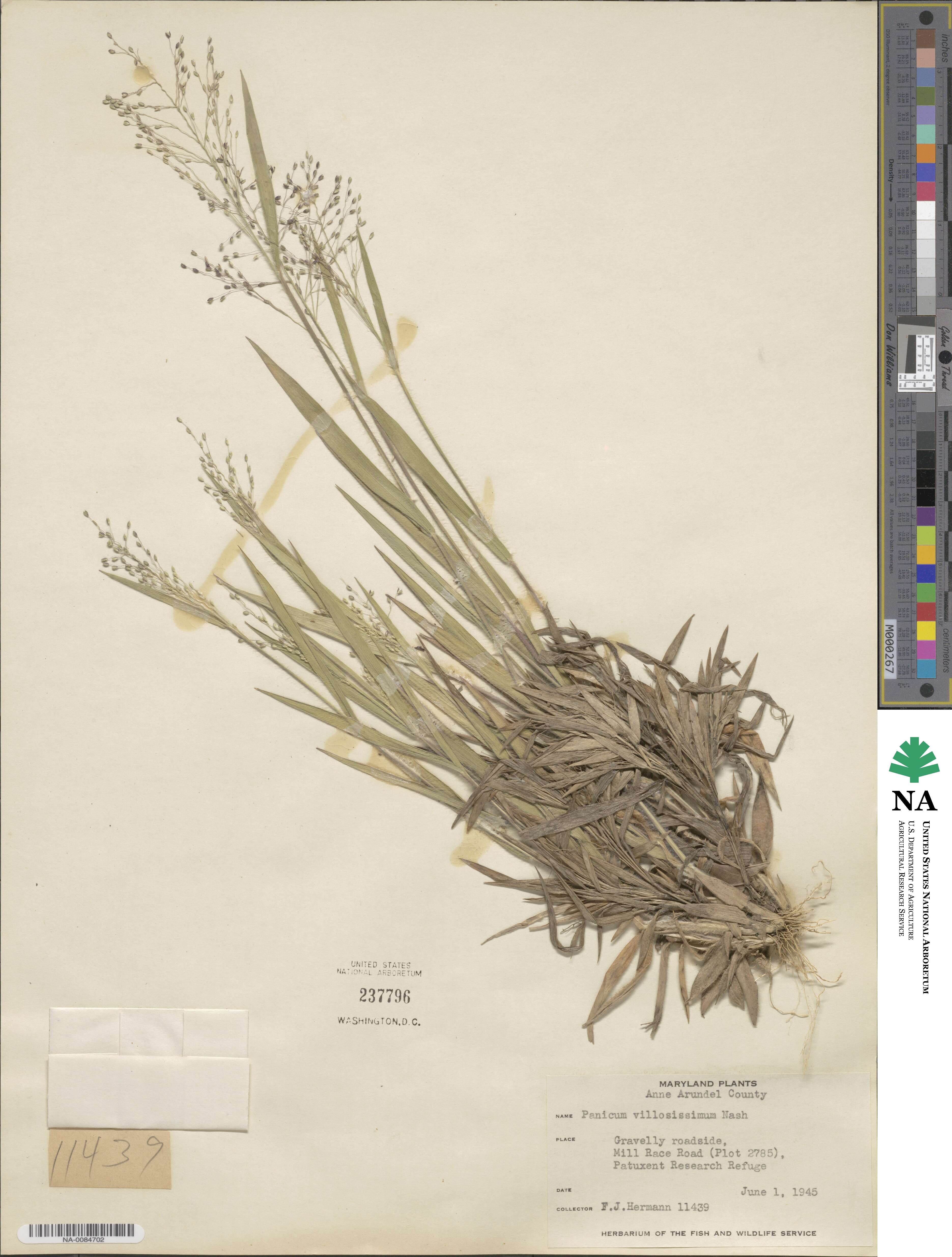 Dichanthelium meridionale image