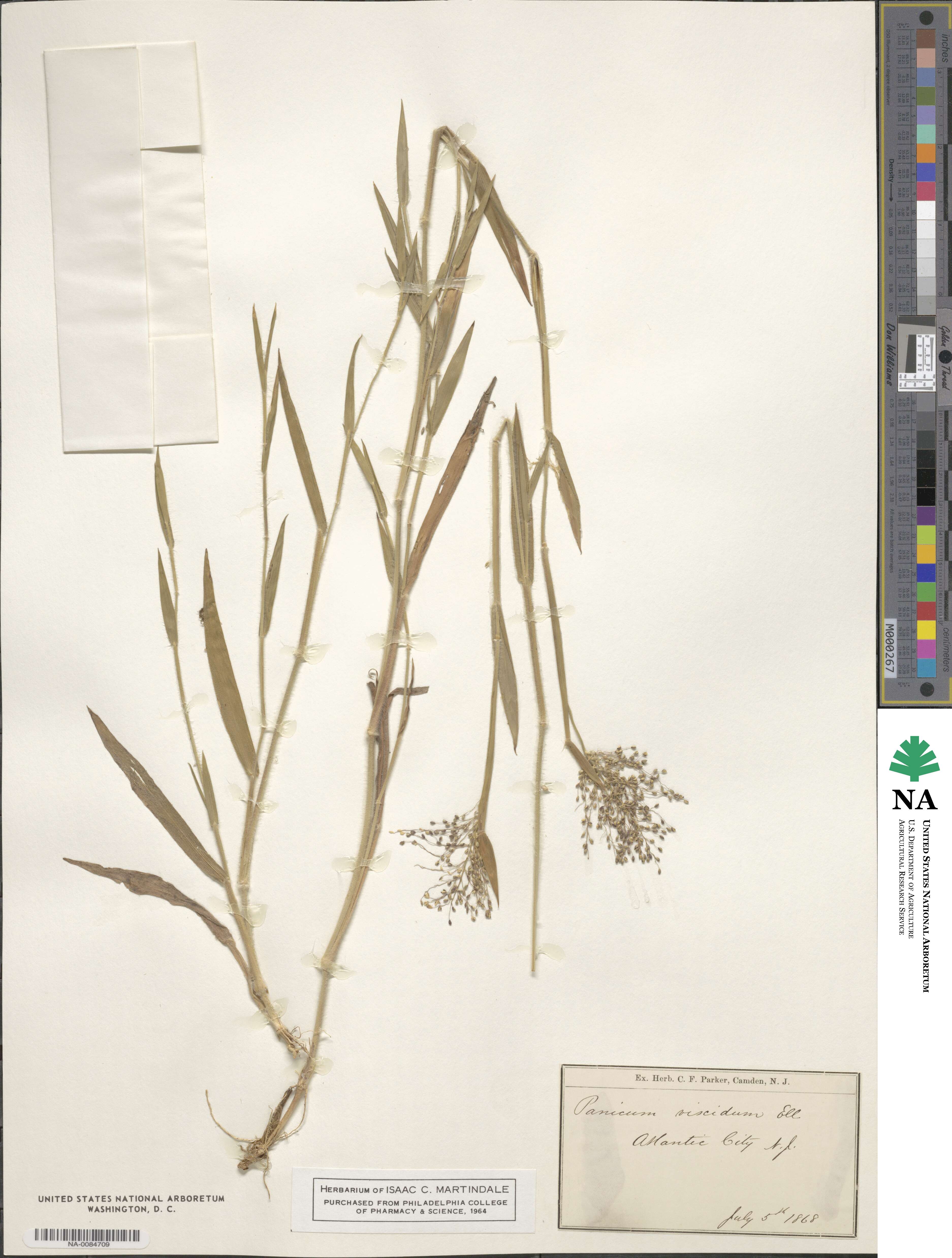 Panicum scoparium image