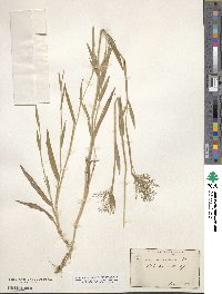 Panicum scoparium image