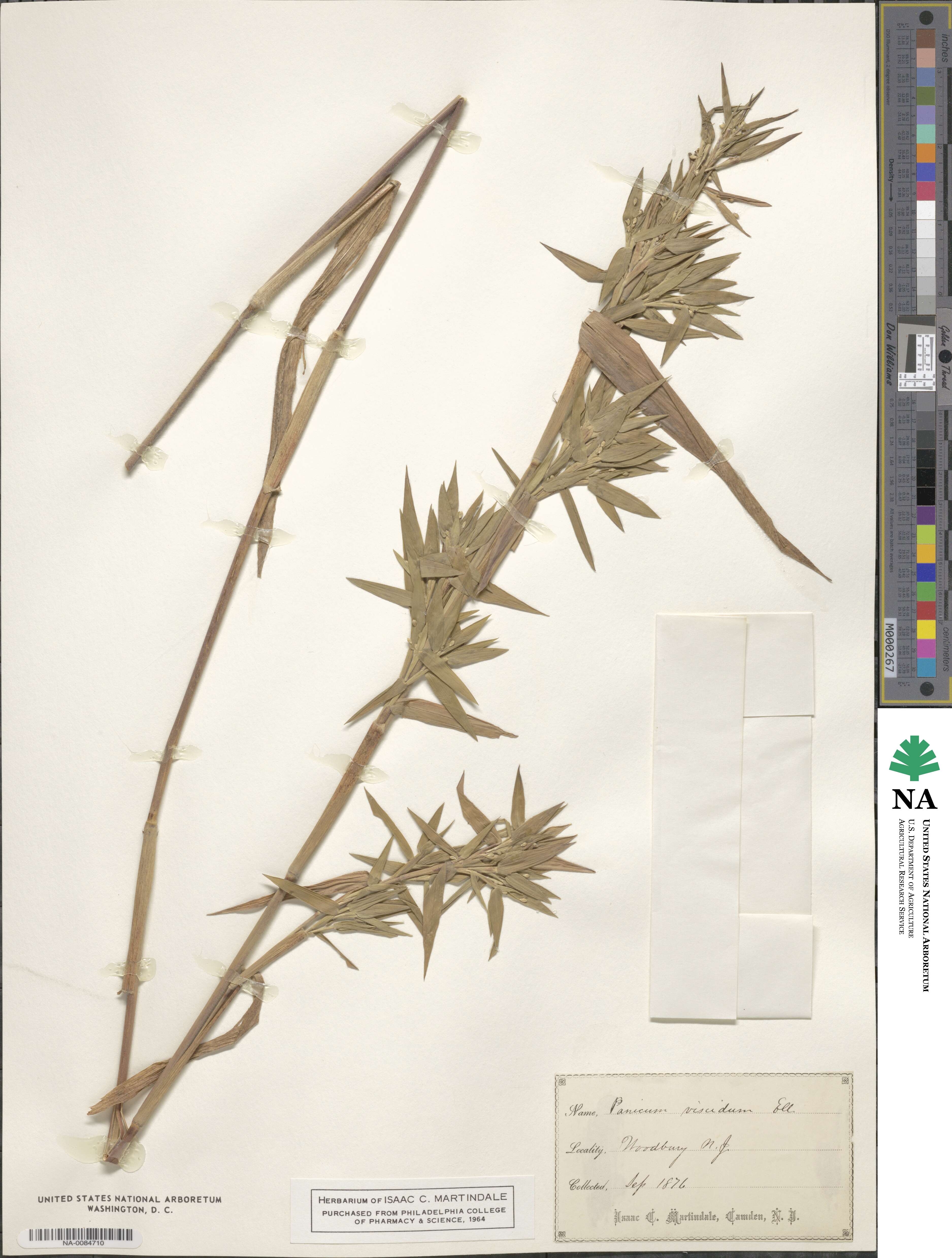 Panicum scoparium image