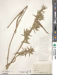 Panicum scoparium image