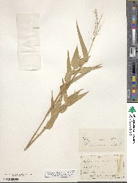 Panicum scoparium image