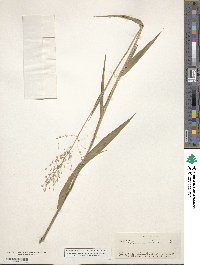 Panicum scoparium image