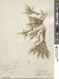 Dichanthelium wilcoxianum image