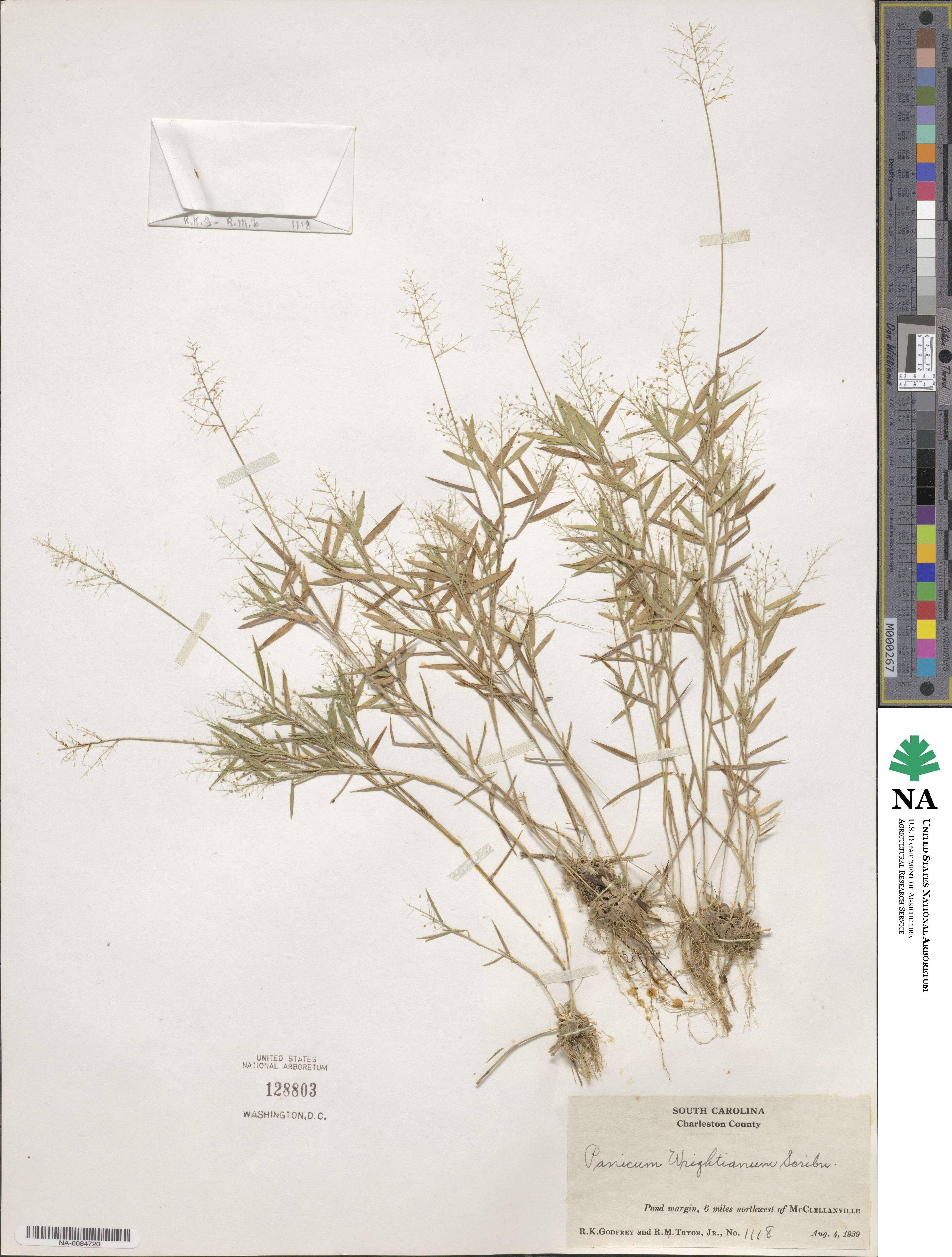 Dichanthelium longiligulatum image