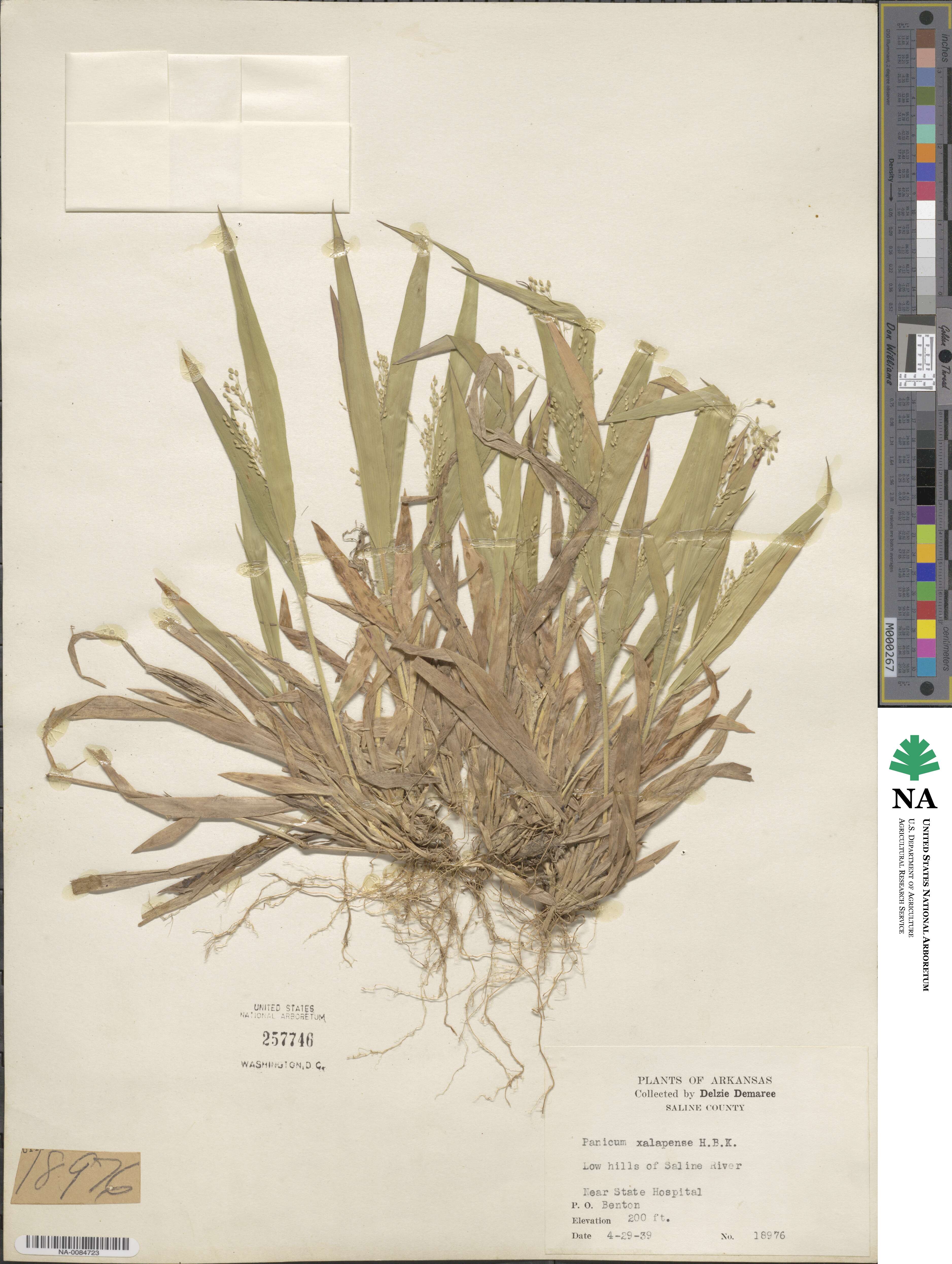 Dichanthelium laxiflorum image