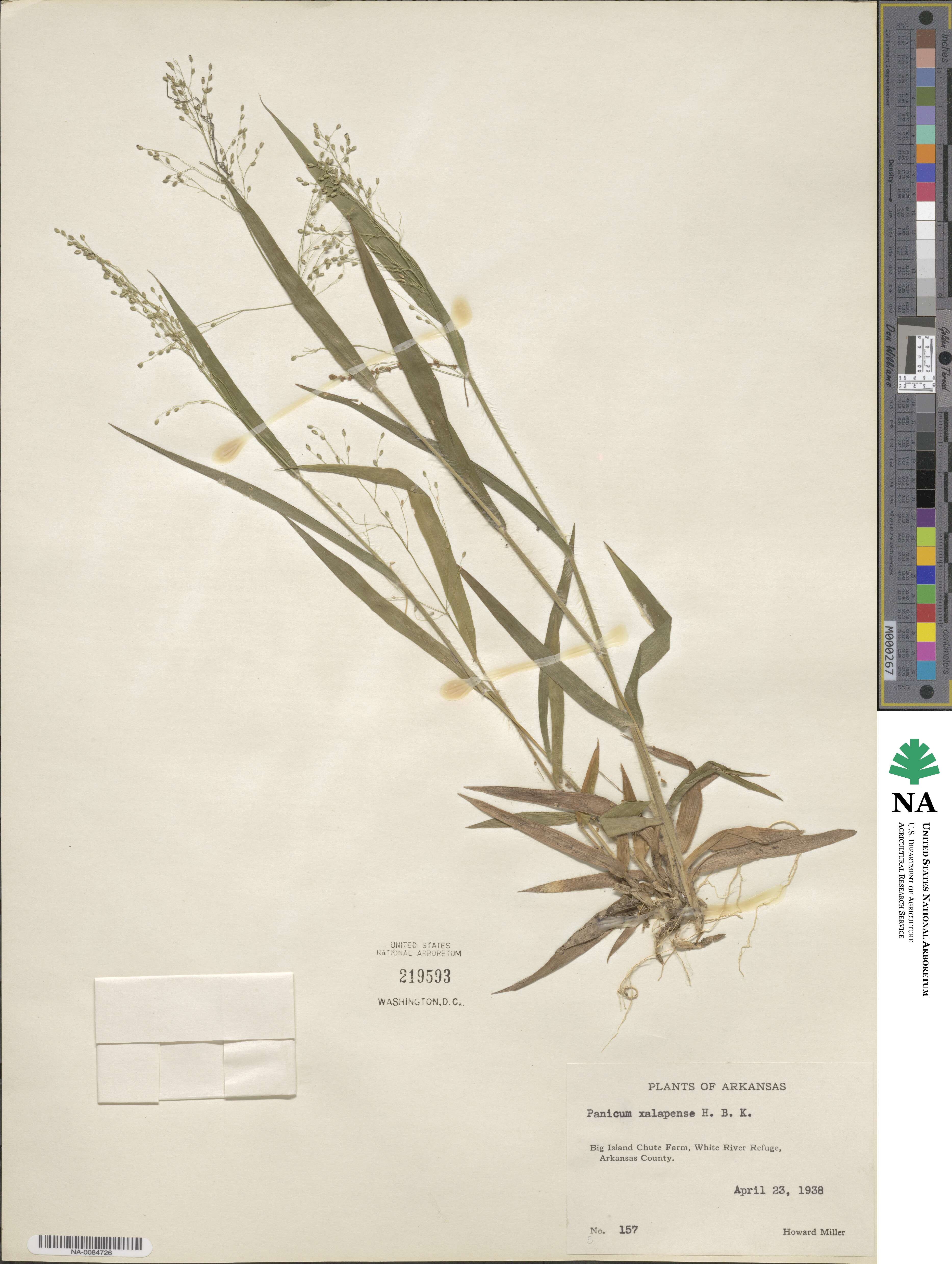 Dichanthelium laxiflorum image