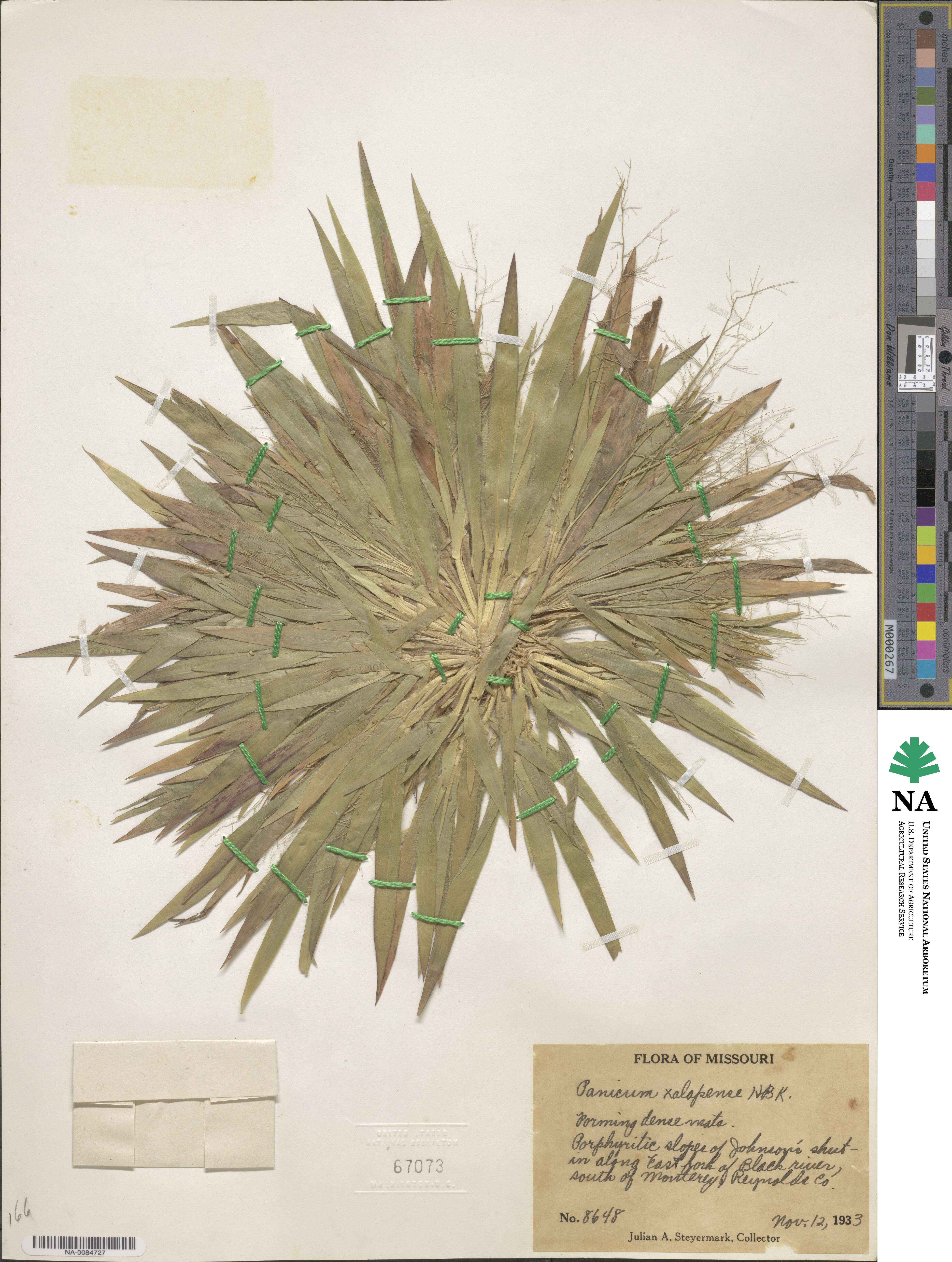 Dichanthelium laxiflorum image