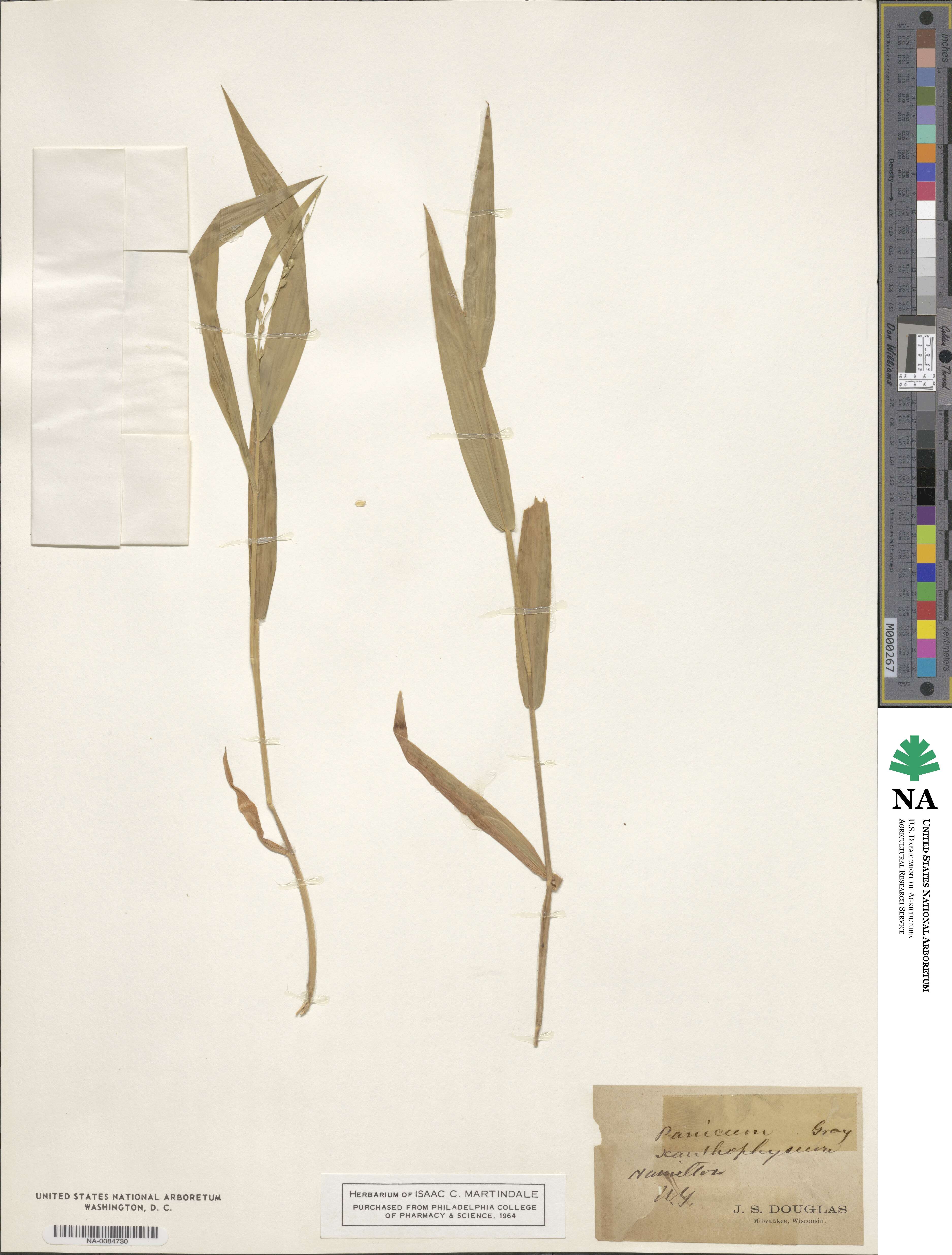 Dichanthelium xanthophysum image
