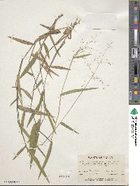 Panicum commutatum image