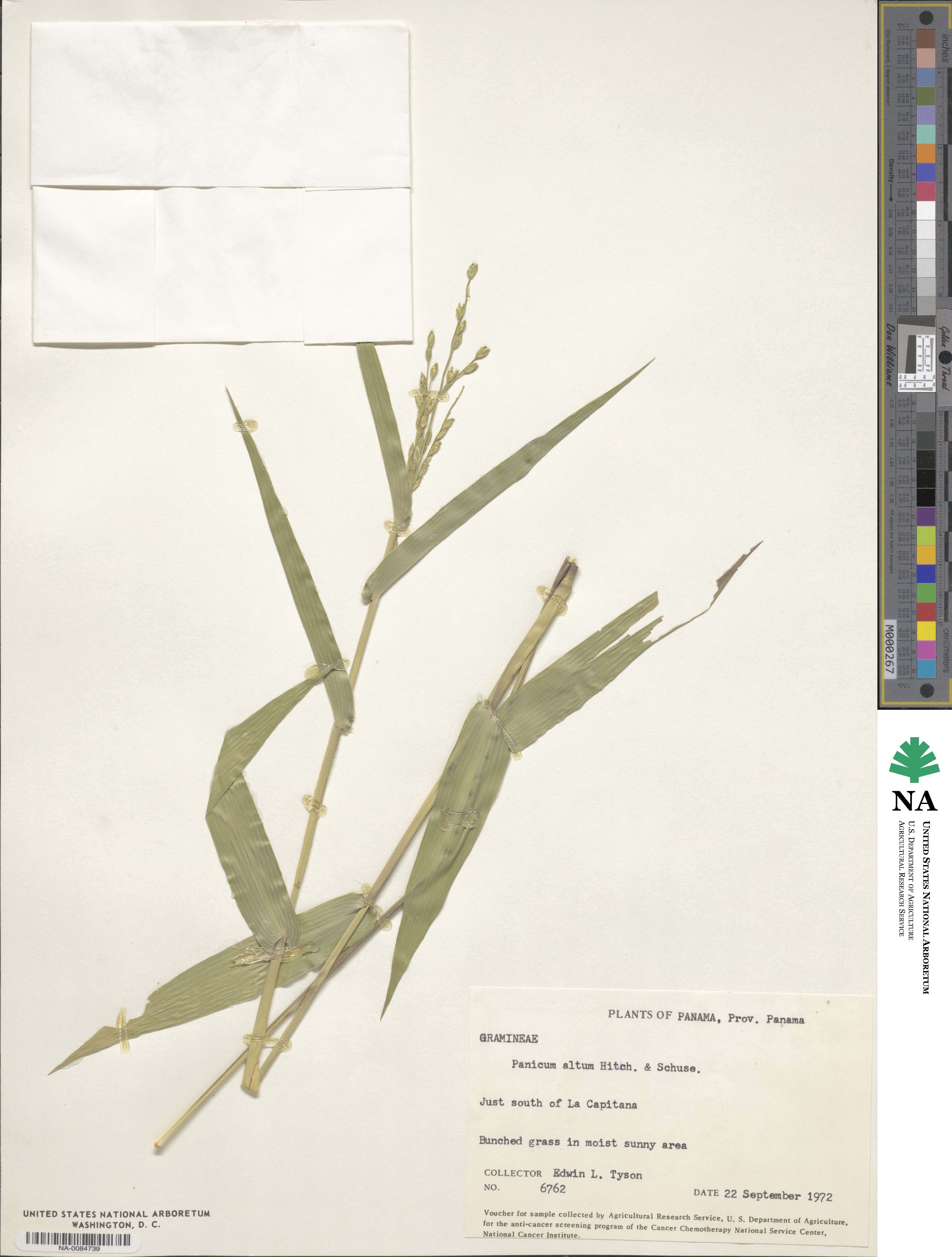 Panicum altum image