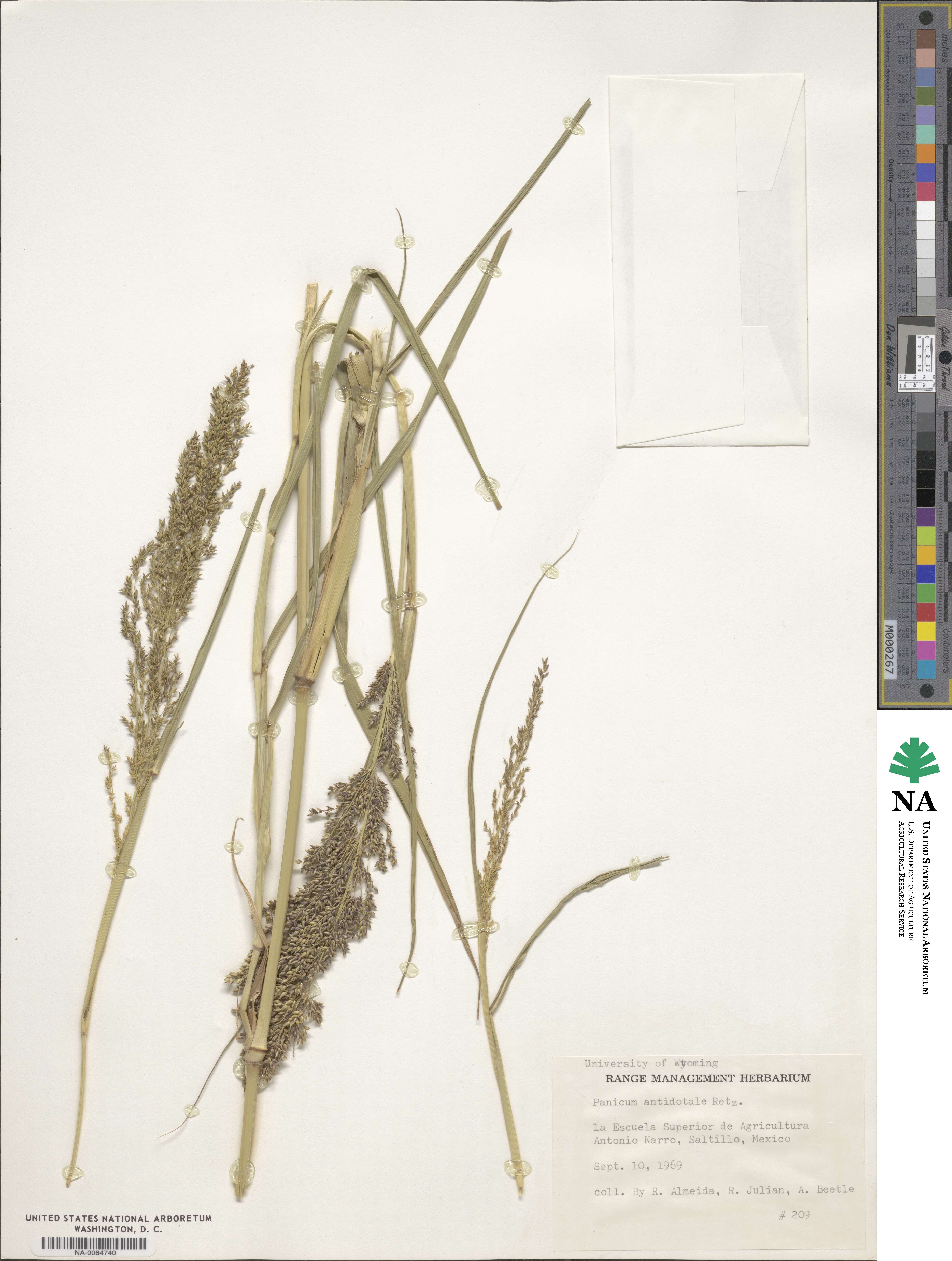 Panicum antidotale image