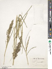 Panicum antidotale image