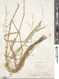 Image of Panicum aquaticum