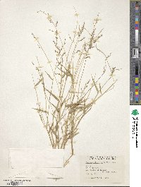 Urochloa arizonica image