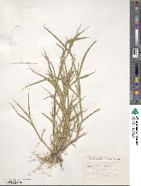 Urochloa arizonica image