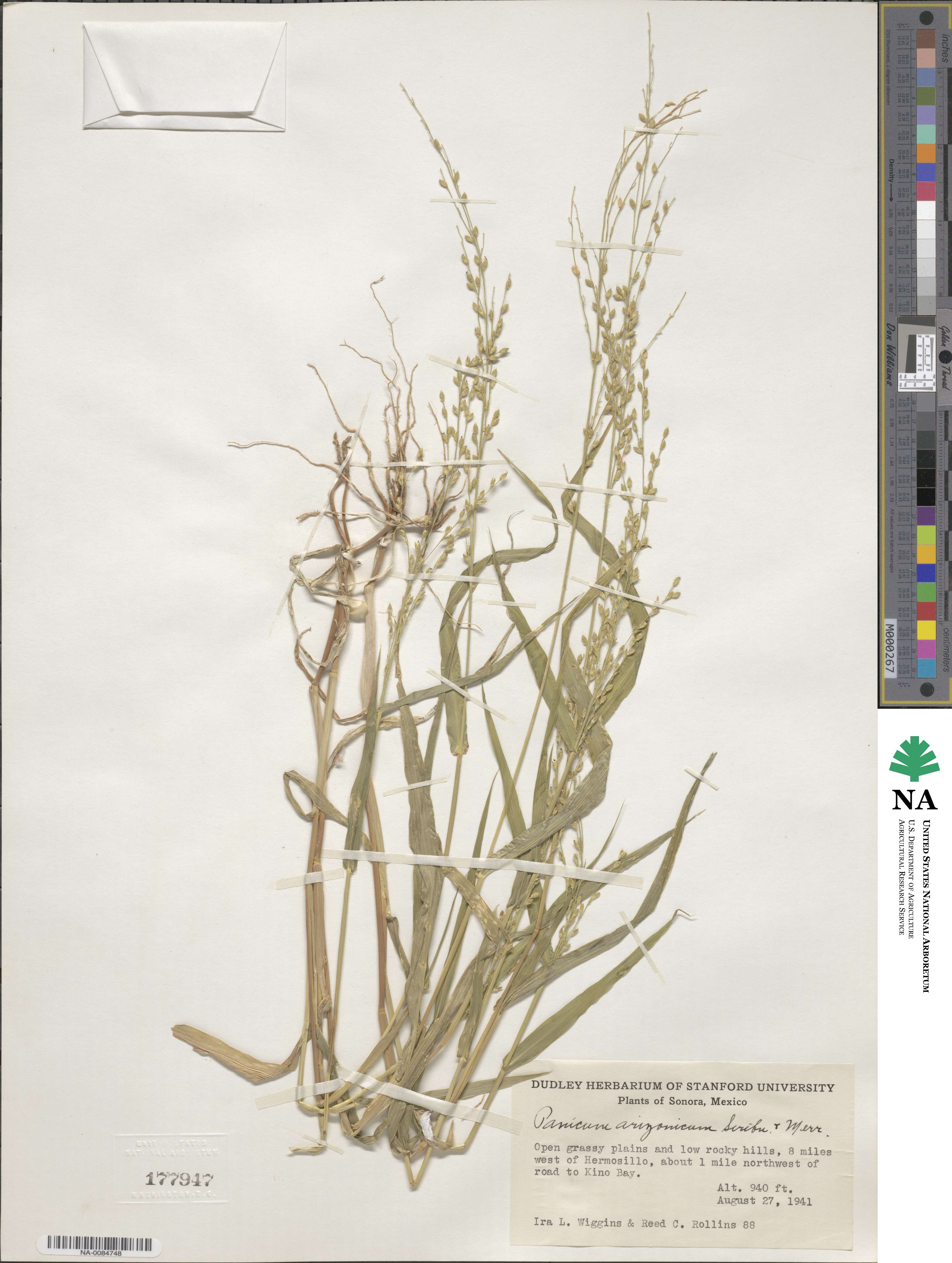 Urochloa arizonica image
