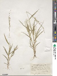 Urochloa arizonica image