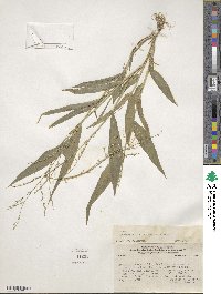 Urochloa arizonica image