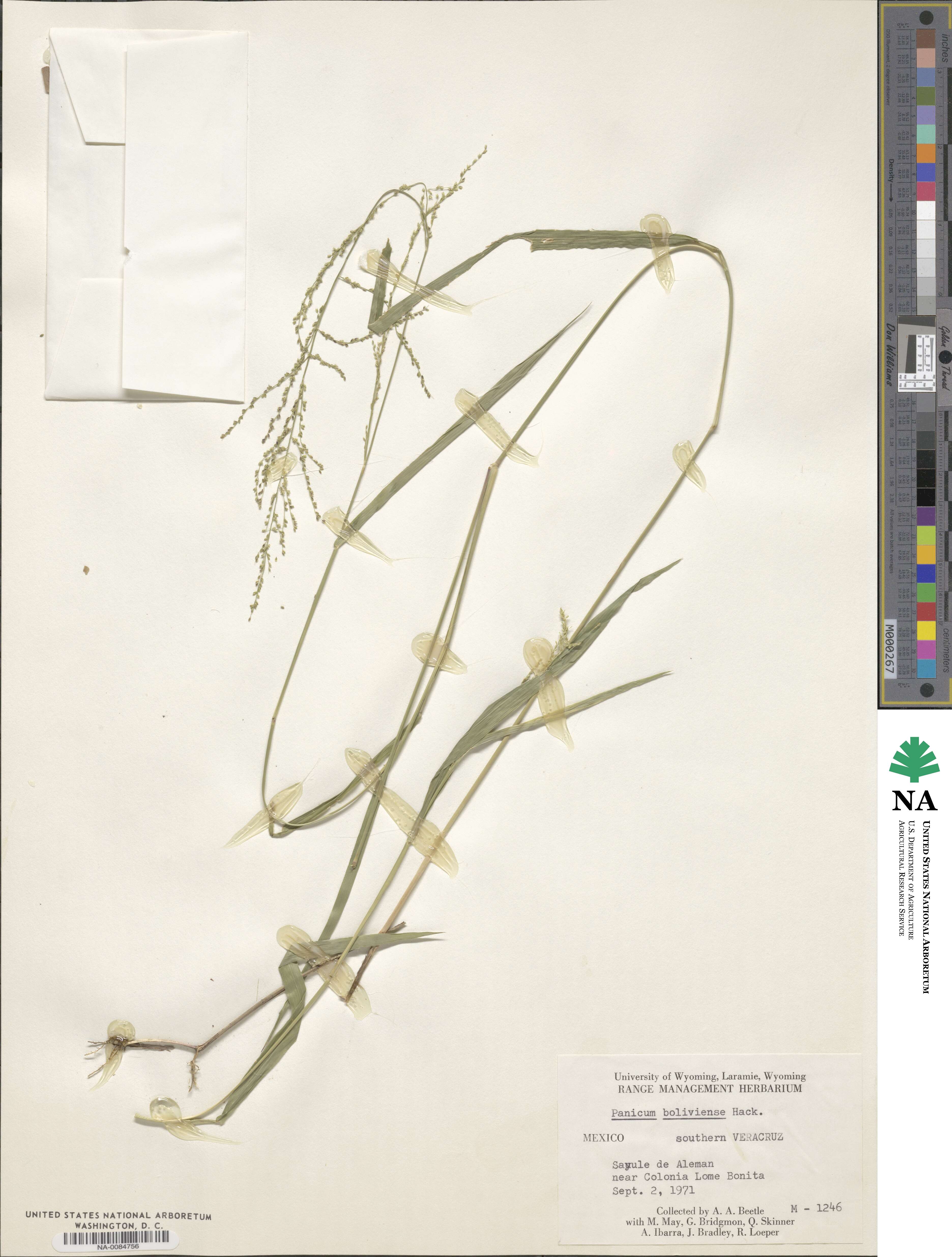 Rugoloa polygonata image
