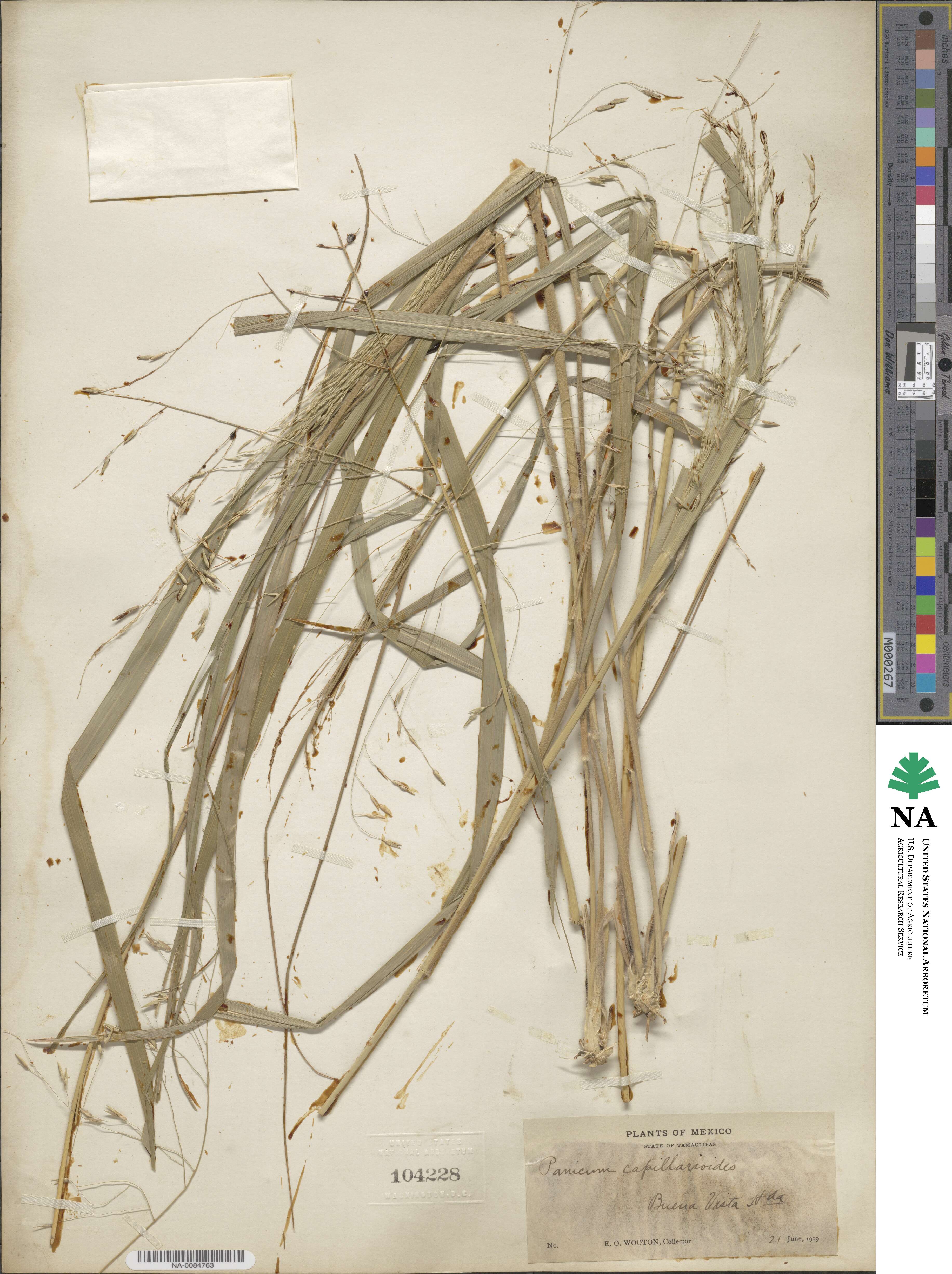 Panicum capillarioides image