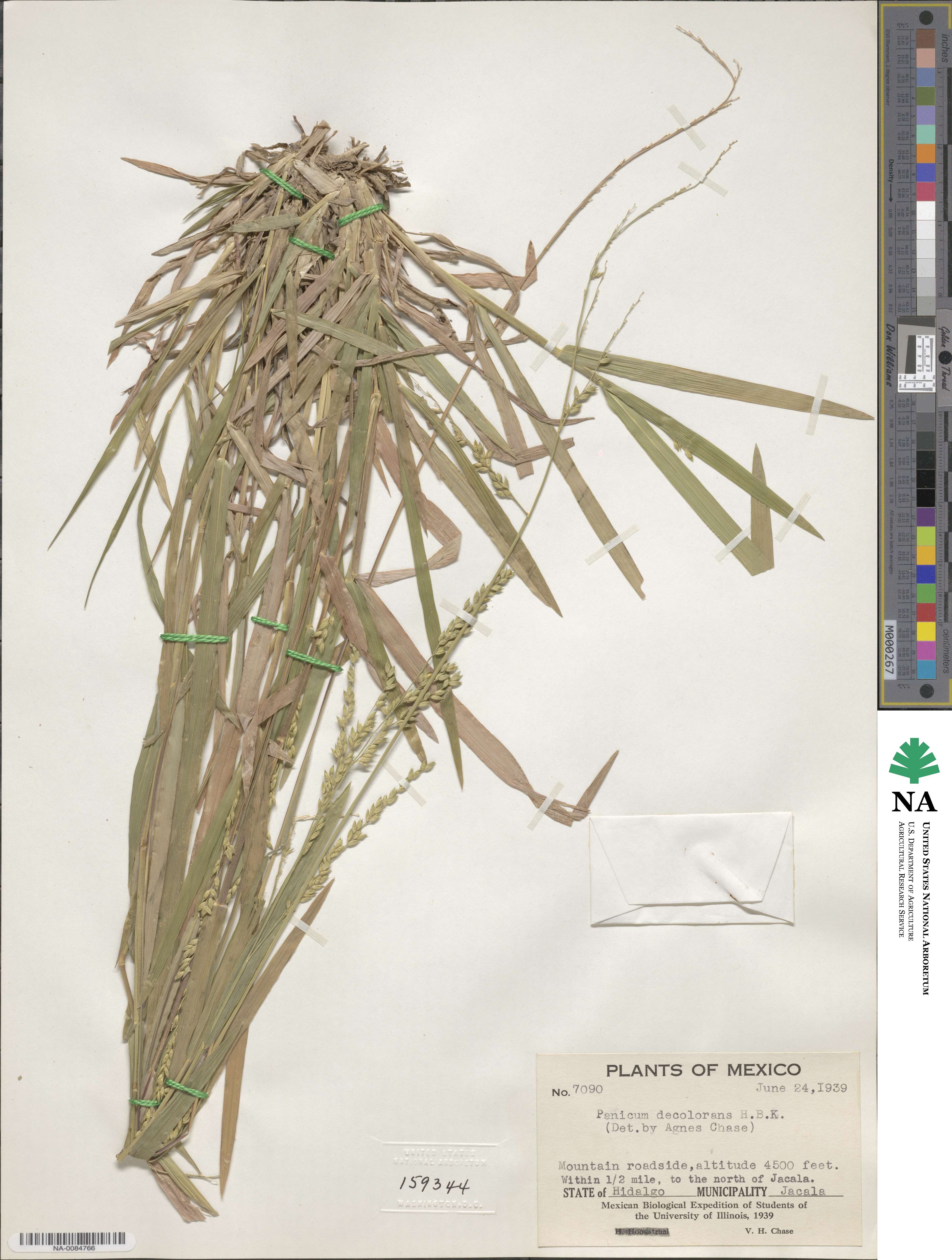 Panicum decolorans image