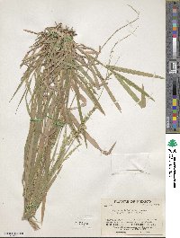 Image of Panicum decolorans