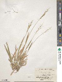 Panicum decolorans image