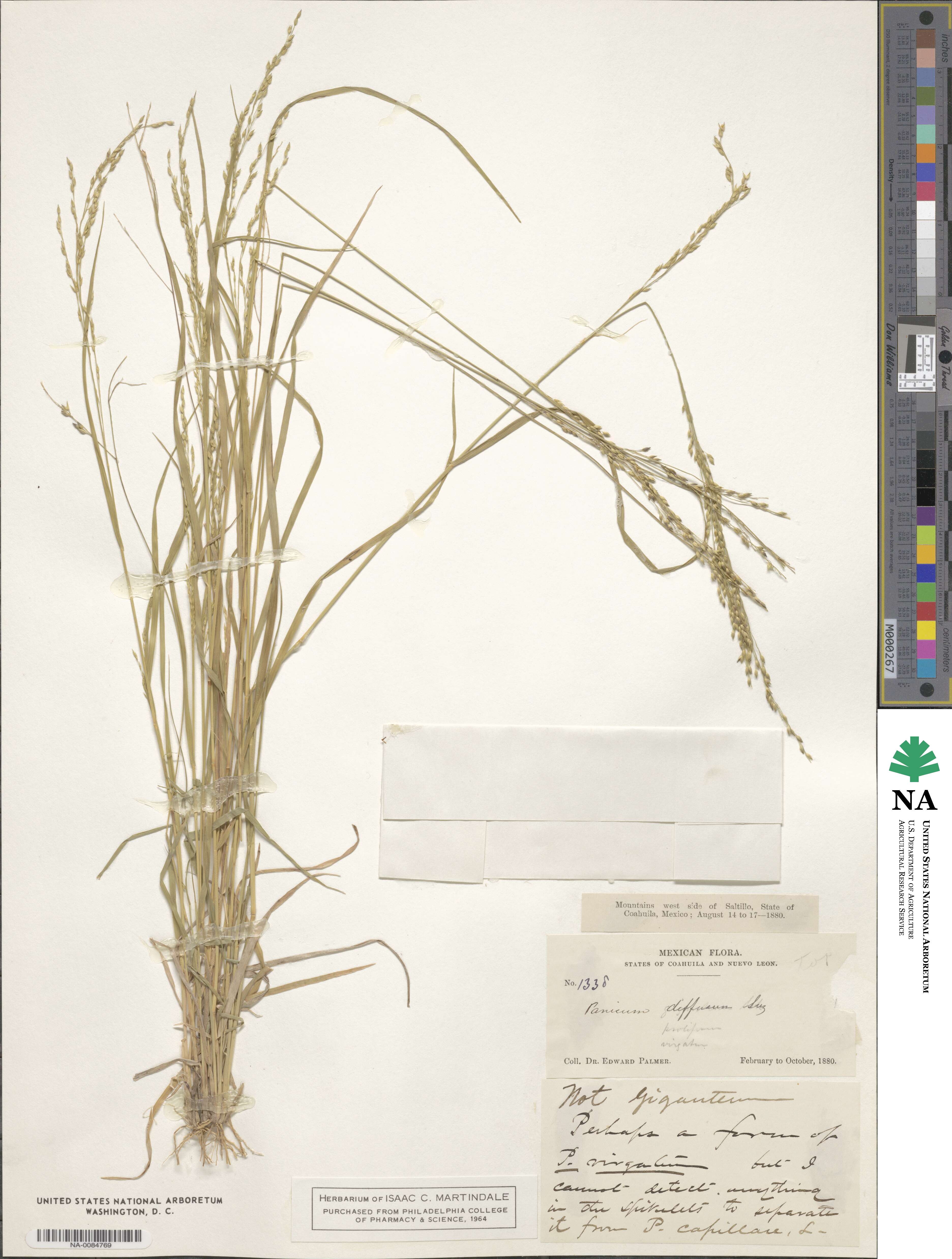 Panicum diffusum image