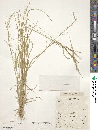 Panicum diffusum image