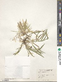 Dichanthelium ensifolium var. ensifolium image