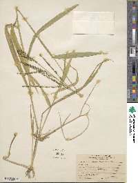 Urochloa fusca image