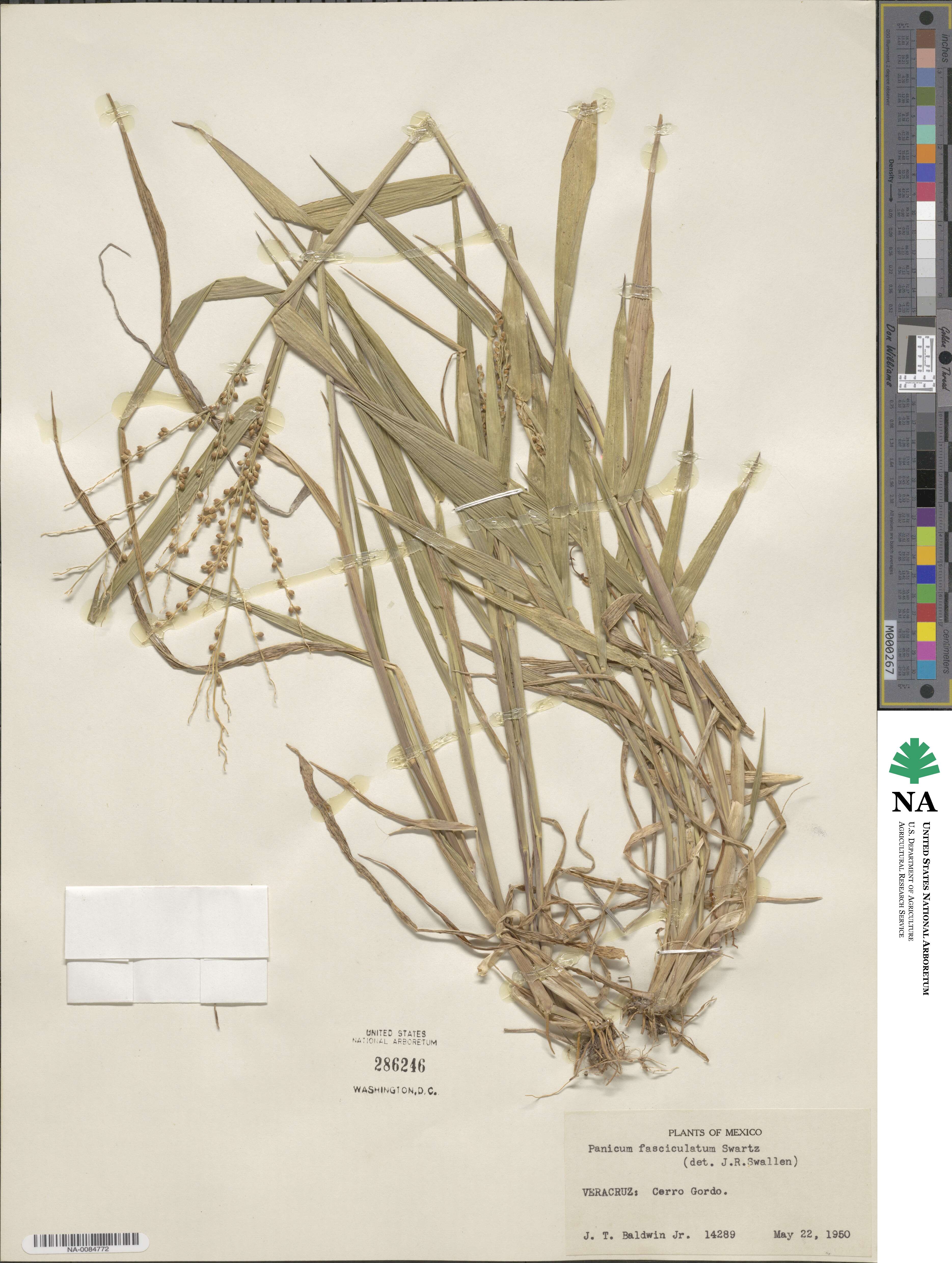 Urochloa fusca image