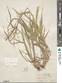 Urochloa fusca image