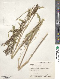 Urochloa fusca image