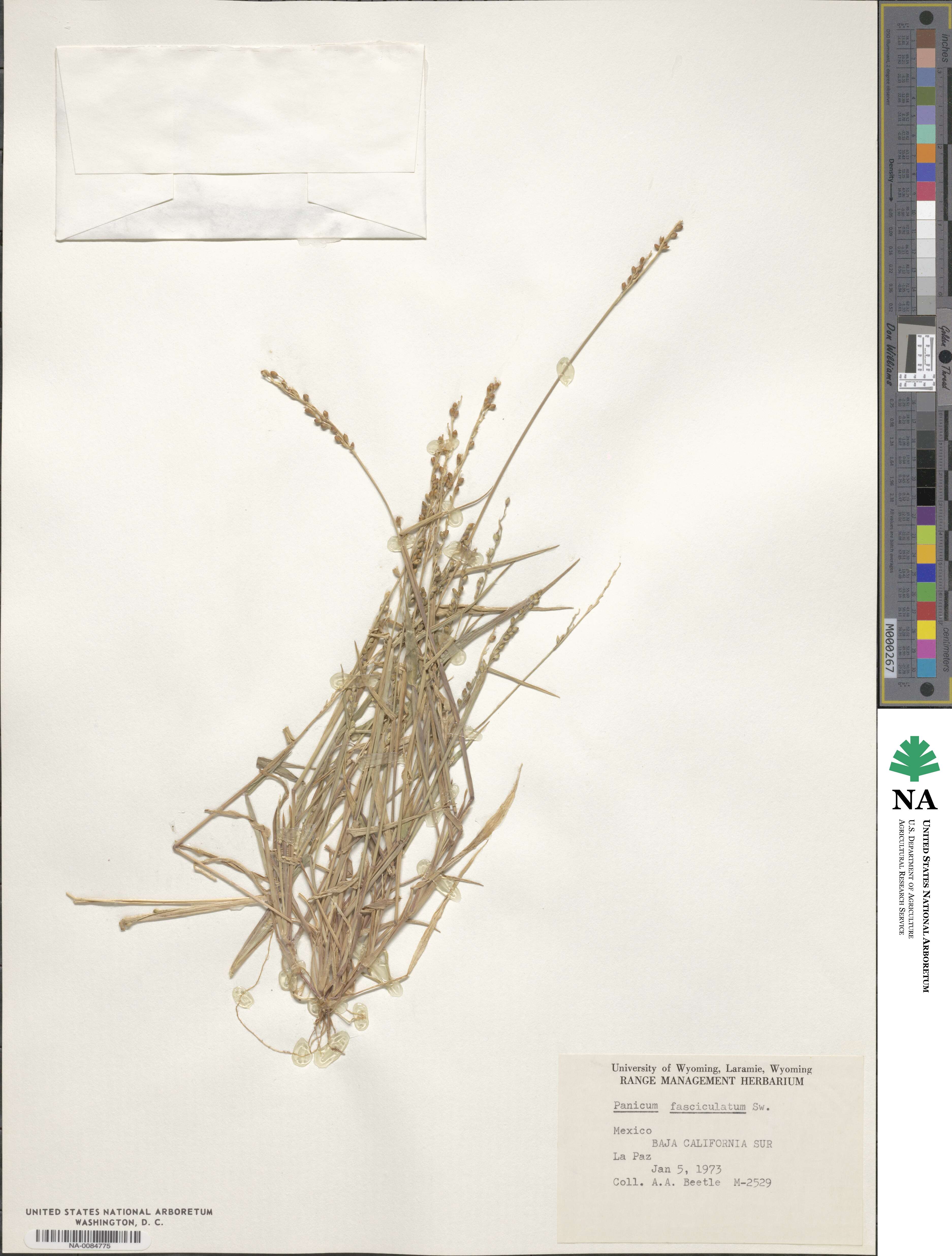 Urochloa fusca image
