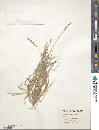 Urochloa fusca image