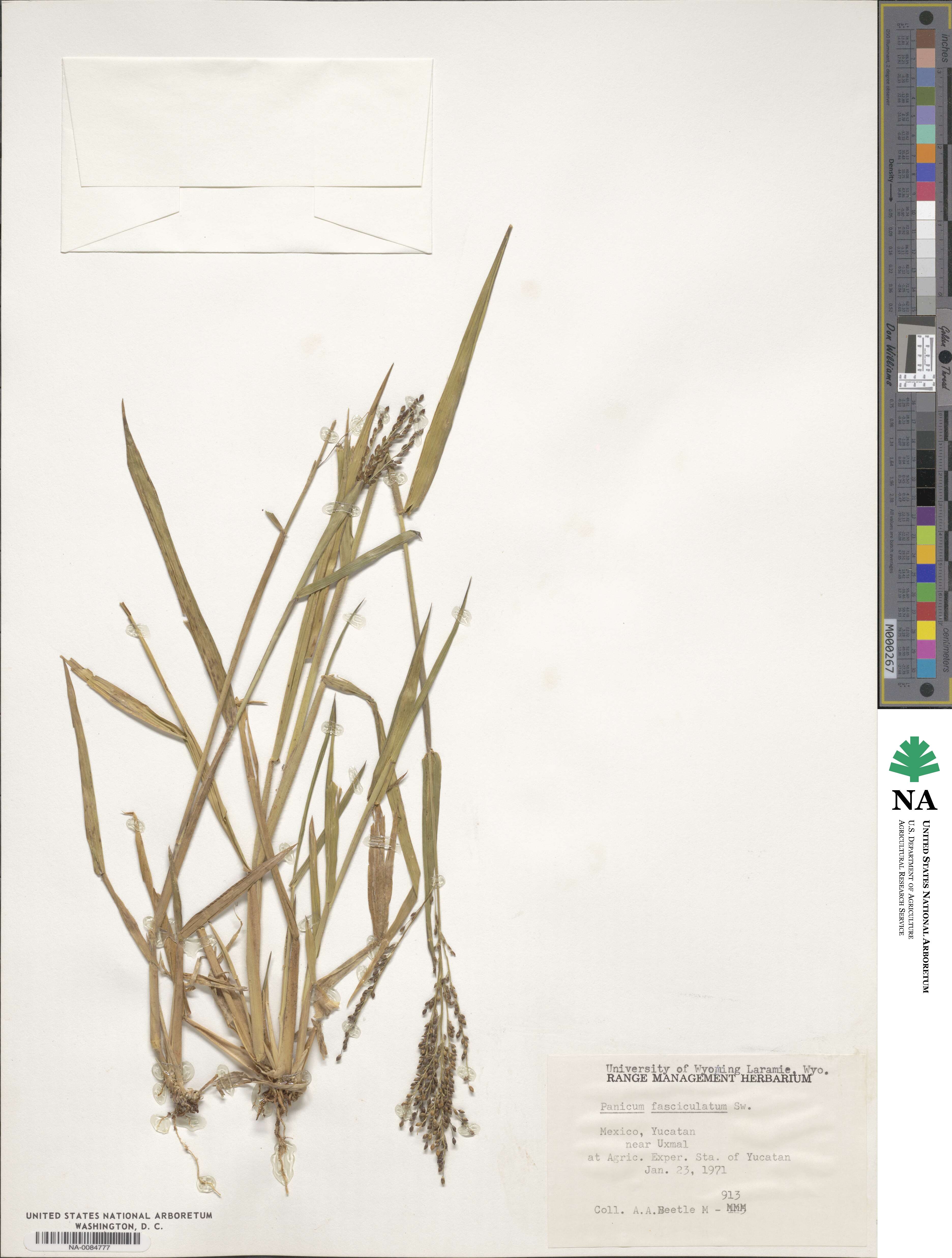 Urochloa fusca image