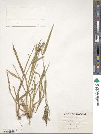 Urochloa fusca image