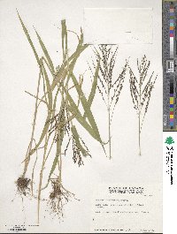 Urochloa fusca image